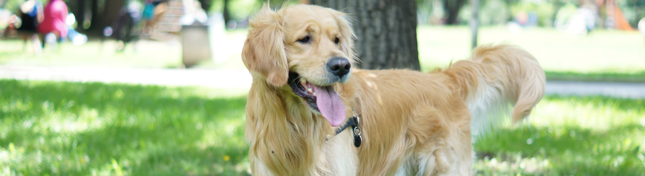 Golden Retriever : prix, caractère, alimentation, santé