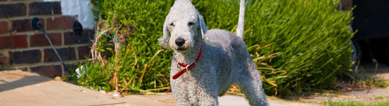 BEDLINGTON TERRIER Tout savoir sur le Bedlington Terrier