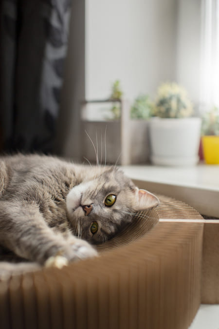 Image 1 Choisissez parmi l’une des pensions pour chat disponibles dans les Hautes-Pyrénées (65)