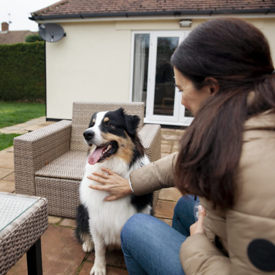 Image 1 Quels sont les types de garde de chien ?