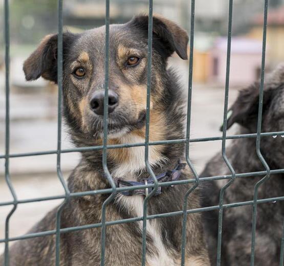 Image 1 Une pension pour animaux : qu’est-ce que c’est ?