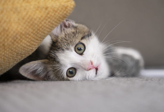 Image 1 L’alimentation d’un chaton, de sa naissance jusqu’à l’âge adulte