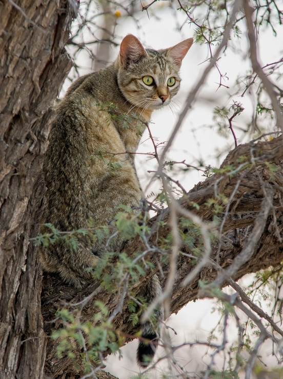 Image 1 Le chat : une anatomie et une physiologie adaptée à la chasse