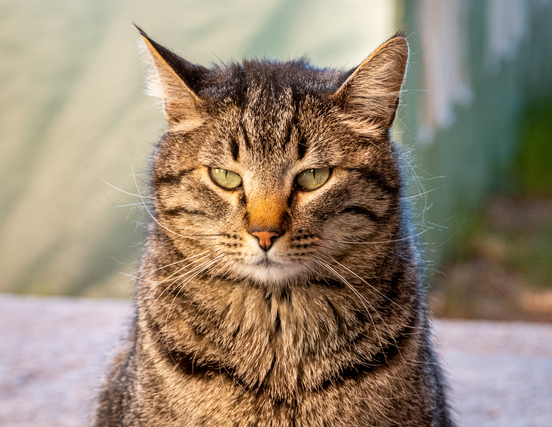 Image 1 Quels sont les symptômes du diabète chez le chat ?