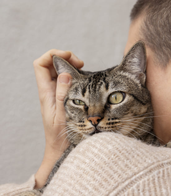 Image 1 Quels sont les symptômes du sida du chat ?