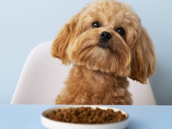 Image 1 Combien de repas par jour donner à un chien ?