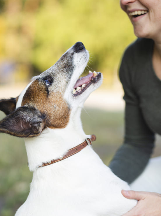 Image 1 Comment empêcher mon chien d’avoir des tiques ?