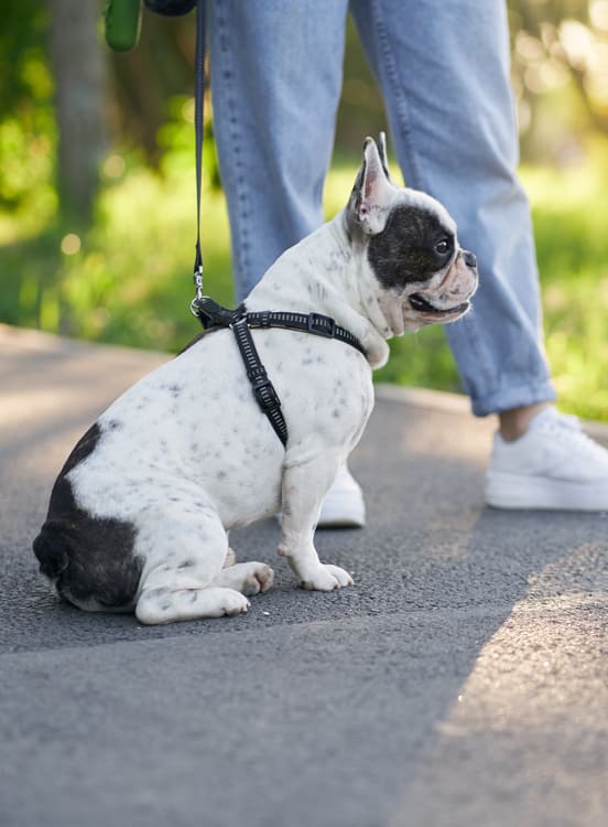 Image 1 Quelles sont les causes du syndrome de la queue de cheval chez le chien ?