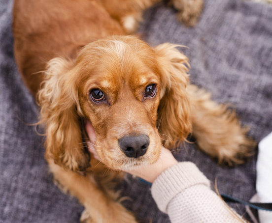 Image 1 Vomissement d’un chien : quand s'inquiéter ?