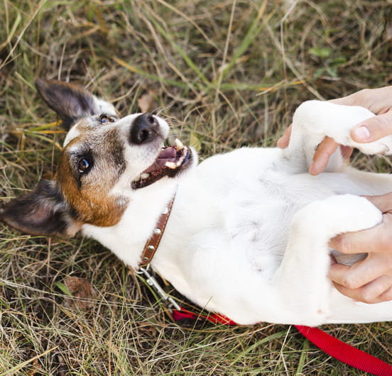 Image 1 Les tremblements d’un chien peuvent être d’origine physiologique