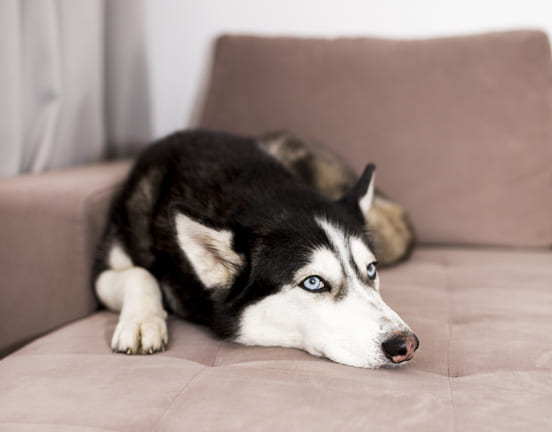 Image 1 Les tremblements d’un chien peuvent être d’origine pathologique