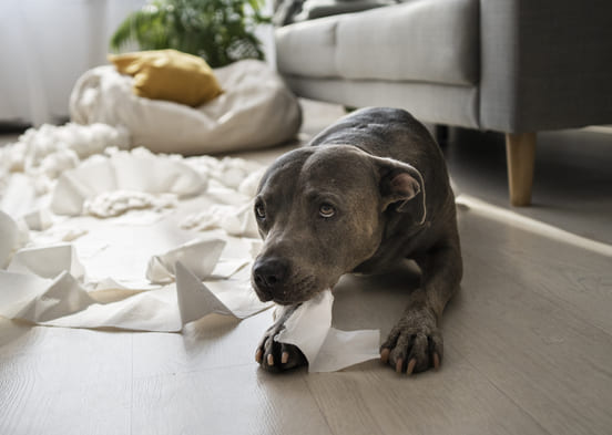 Image 1 La diarrhée chez le chien est assez fréquente et souvent bénigne