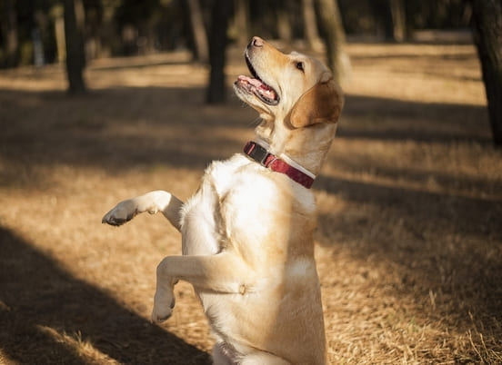 Image 1 Ma chienne est en chaleur : que faire ?