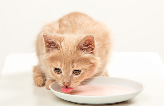 Image 1 Les mythes : le blanc d’œuf, l’avocat, le lait et le xylitol, vraiment toxiques pour un chat ?