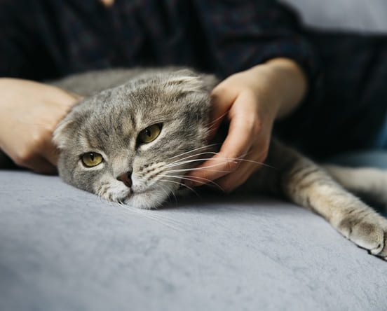 Image 1 Les signes et symptômes associés à l’anxiété de séparation chez le chat